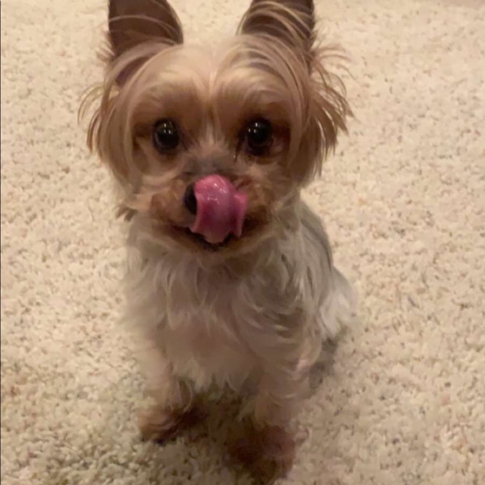 Meet your Posher, Britton